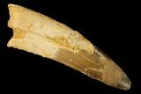 Bargain, Spinosaurus Tooth - Composite Tip #160015-1